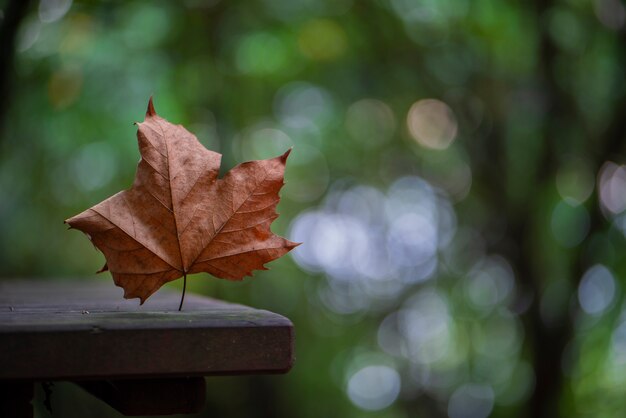 森の中の茶色の紅葉