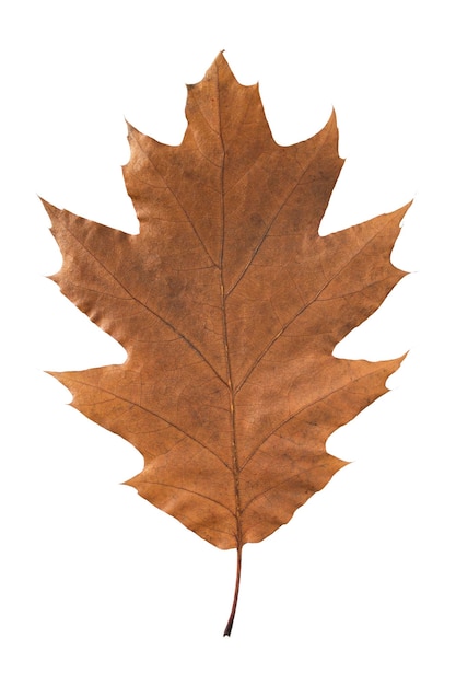 Brown autumn oak leaf isolated over white