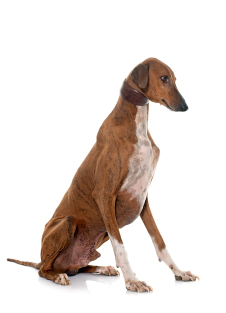 brown azawakh hound