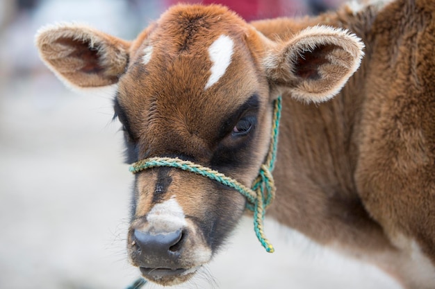 オタバロの動物市場で茶色の赤ちゃん牛