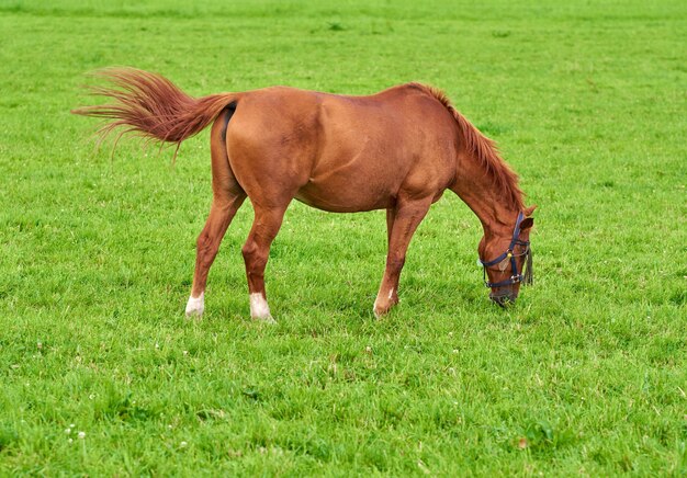 コピースペースのある田園地帯の野原で草を食べる茶色の赤ちゃん馬屋外の晴れた日に緑の牧草地で放牧する栗のポニーの子馬牧場や農場で家畜の馬の動物を飼育する