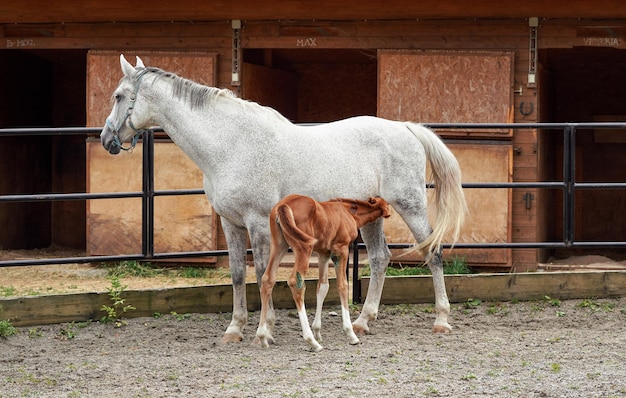 Brown baby horse feeding from her white mother, wooden stalls background. Foal has green disinfect paint over joints where it got bruised