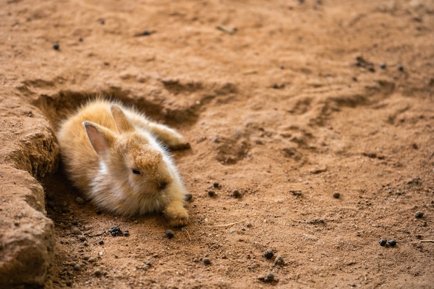 茶色の赤ちゃんウサギまたはウサギまたはウサギが地面で休んで