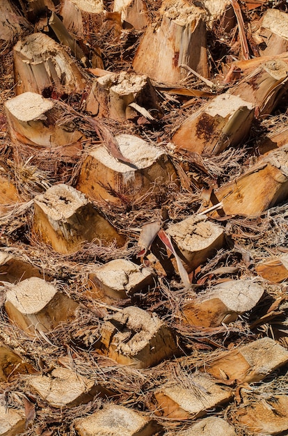 Foto corteccia marrone della palma, sfondo della natura