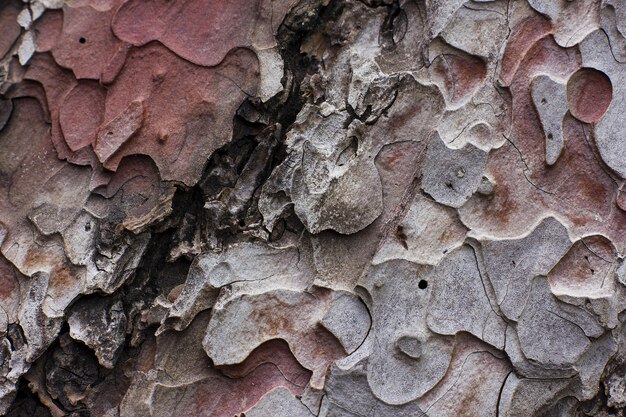 Photo brown bark of the pine tree