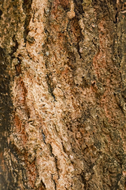 Brown bark texture suitable for background