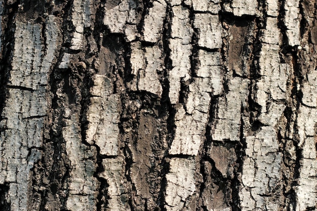 Brown bark of the tree