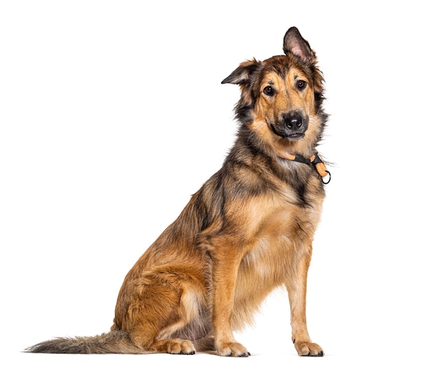 Brown Batard dog wearing a collar isolated on white