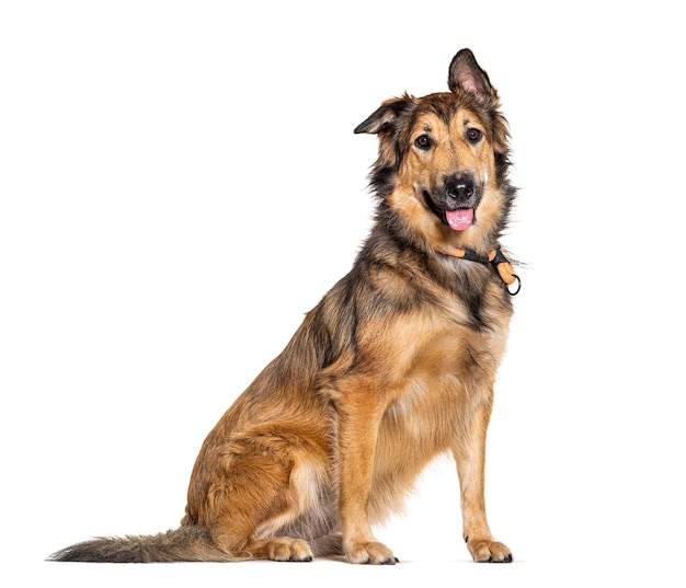 Brown Batard dog wearing a collar isolated on white