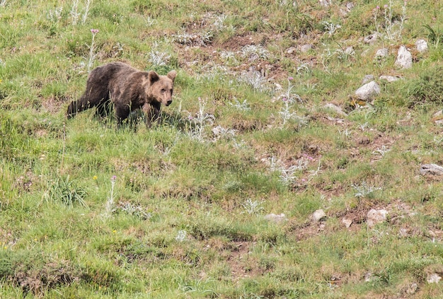 アストゥリアス地方の茶色の熊、山を下って食べ物を探して