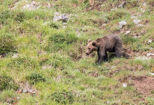 アストゥリアス地方の茶色の熊、山を下って食べ物を探して