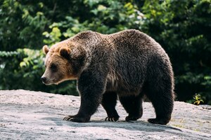 照片棕熊在布朗克斯动物园。纽约