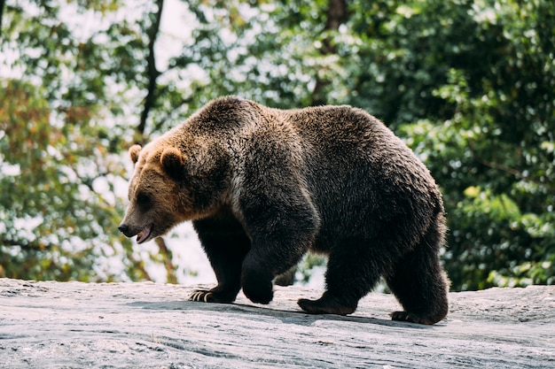 Orso bruno allo zoo del bronx. new york