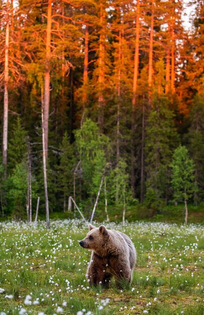 Brown bear in a clearing against the backdrop of a stunning forest with sunset