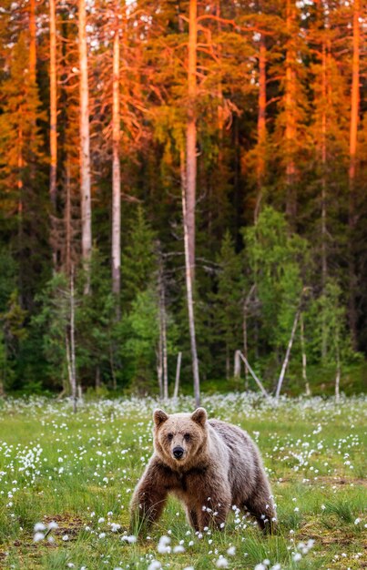 Brown bear in a clearing against the backdrop of a stunning forest with sunset