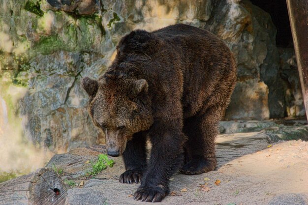 Foto orso marrone in primo piano