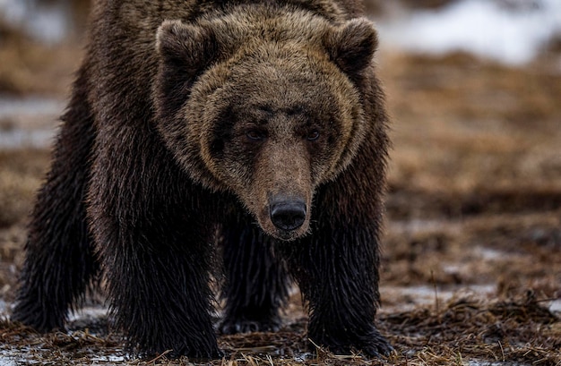 Brown bear closeup brown grizzly bear