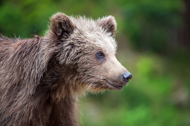 Brown bear cub in the forest. Animal in the nature habitat