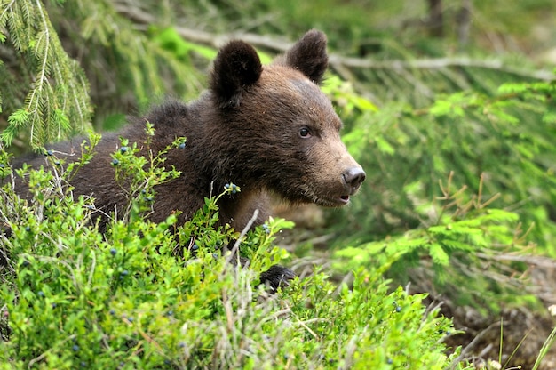 Brown bear cub in a forest