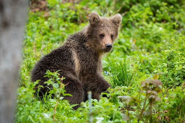 夏の自然の中で緑の森で休んでいるヒグマの子