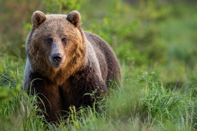 Brown riguarda un campo con erba verde alta