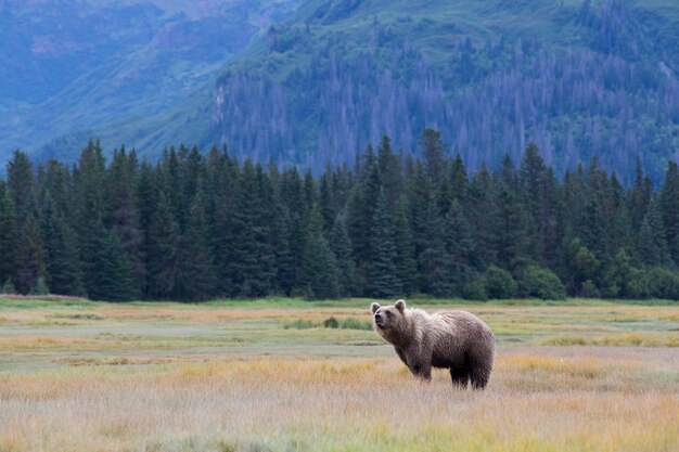 Foto orso marrone sul campo