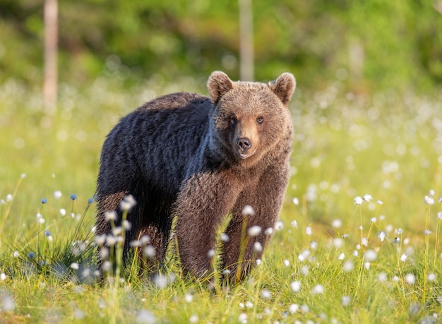Brown bear in a forest glade surrounded by white flowers