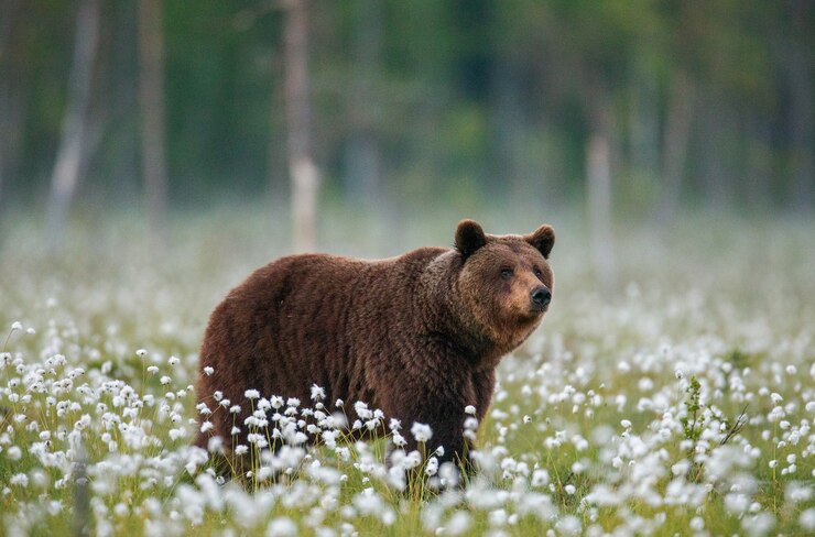 Бурый медведь на лесной поляне в окружении белых цветов