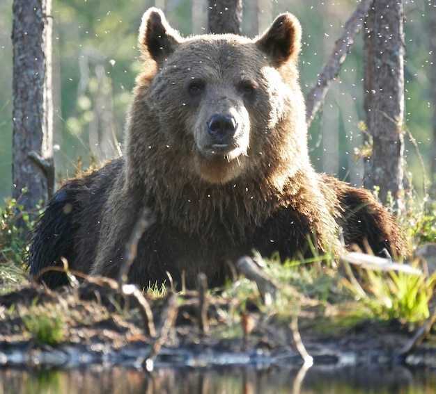 Бурый медведь в лесу