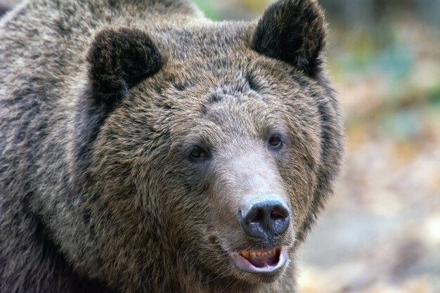 Foto orso bruno nella foresta