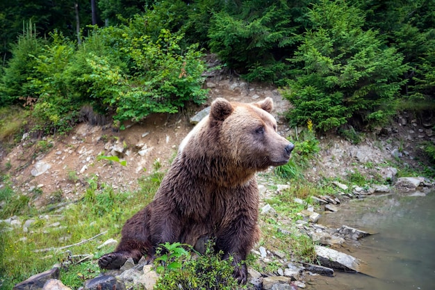 Brown bear among in the green forest