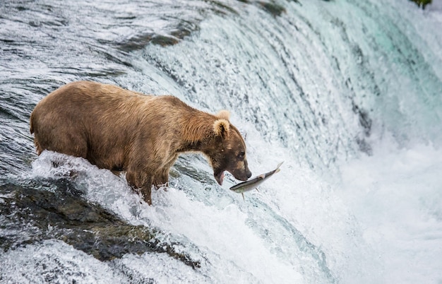 Brown bear is catches a salmon in the river. USA. Alaska. Katmai National Park.