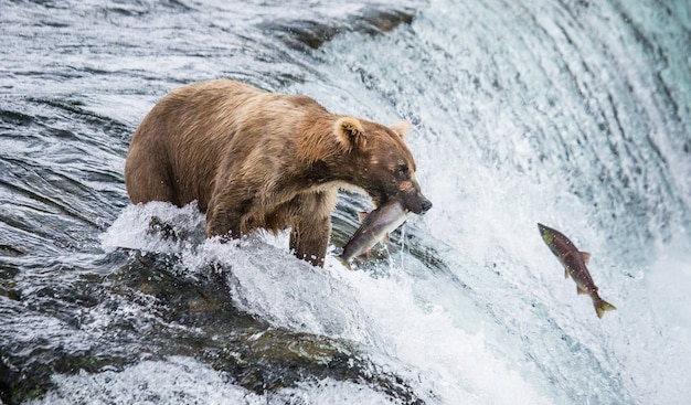 Brown bear is catches a salmon in the river. USA. Alaska. Katmai National Park.