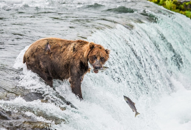 Foto l'orso bruno cattura un salmone nel fiume