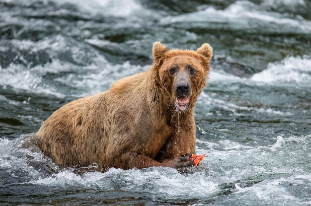 Бурый медведь ест лосося в реке в национальном парке Катмай, Аляска, США