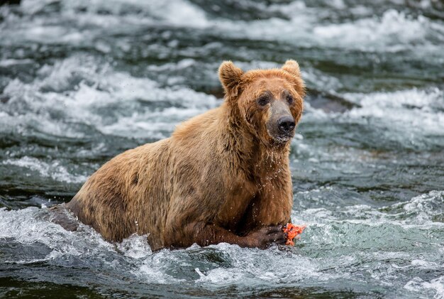 Brown bear is eating salmon in the river in Katmai National Park, Alaska, USA