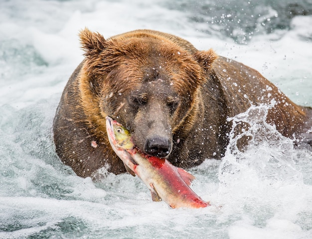 Brown bear is eating salmon in the river