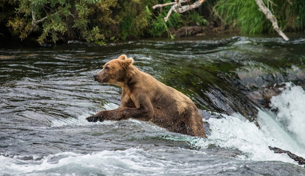 L'orso bruno sta correndo nell'acqua nel fiume