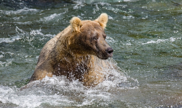 ブラウンベアはアメリカ、アラスカのカトマイ国立公園の川に座っています