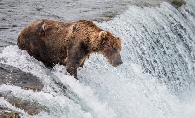 Brown bear is standing in the river in Katmai National Park, Alaska, USA