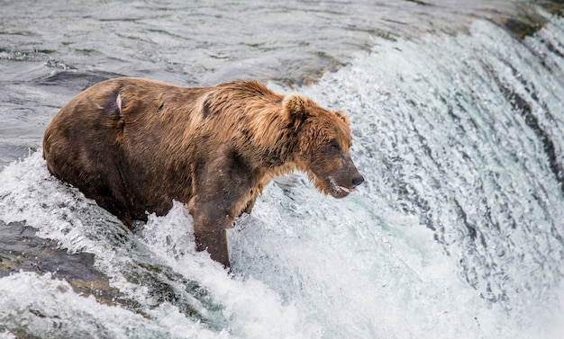 Brown bear is standing in the river in Katmai National Park, Alaska, USA