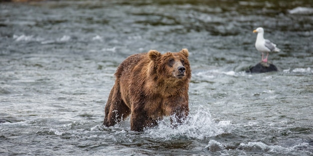 ヒグマは、米国アラスカ州カトマイ国立公園の川に立っています