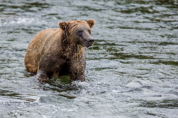 ヒグマは、米国アラスカ州カトマイ国立公園の川に立っています