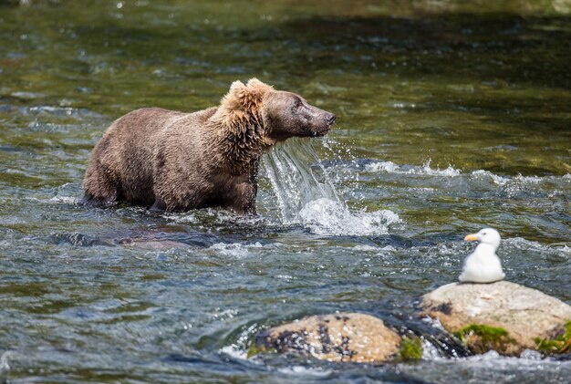 ヒグマは、米国アラスカ州カトマイ国立公園の川に立っています