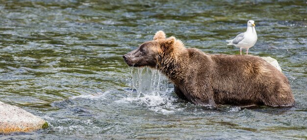 ヒグマは、米国アラスカ州カトマイ国立公園の川に立っています