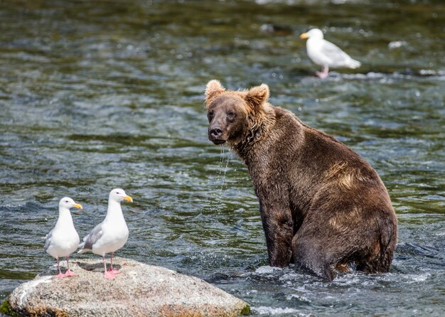Бурый медведь стоит в реке в национальном парке Катмай, Аляска, США