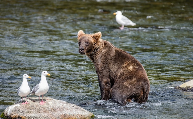 ヒグマは、米国アラスカ州カトマイ国立公園の川に立っています