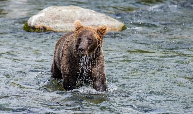 Brown bear is standing in the river in Katmai National Park, Alaska, USA