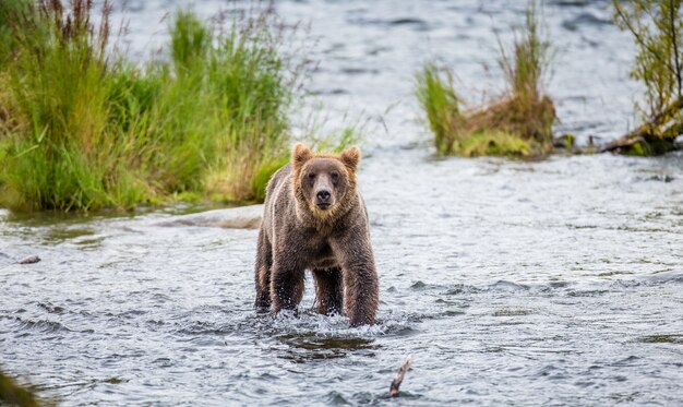 ヒグマは、米国アラスカ州カトマイ国立公園の川に立っています