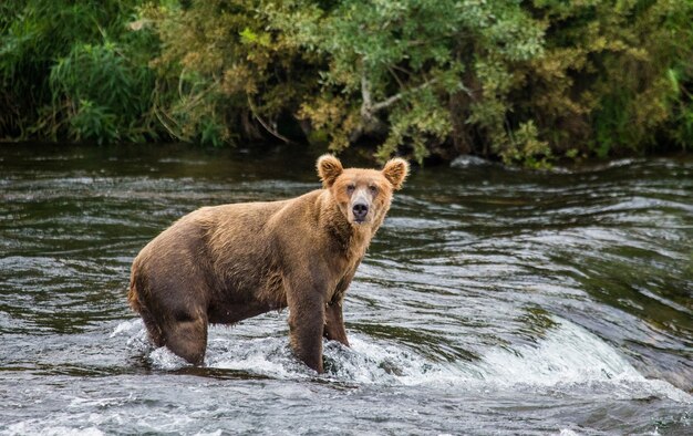 ヒグマが川に立っています